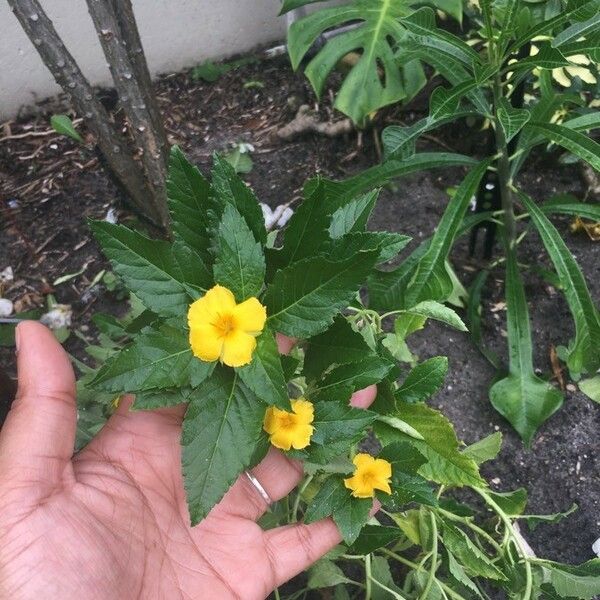 Turnera diffusa Flower