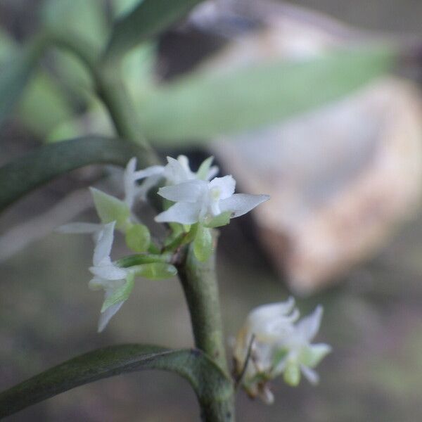Eggelingia gabonensis Flor