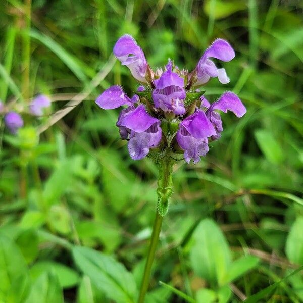 Prunella grandiflora Blomst