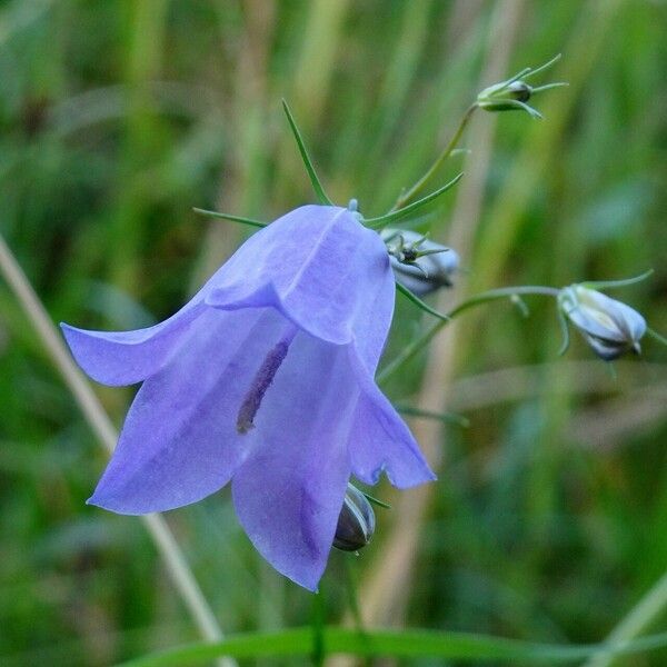 Campanula rotundifolia Flower