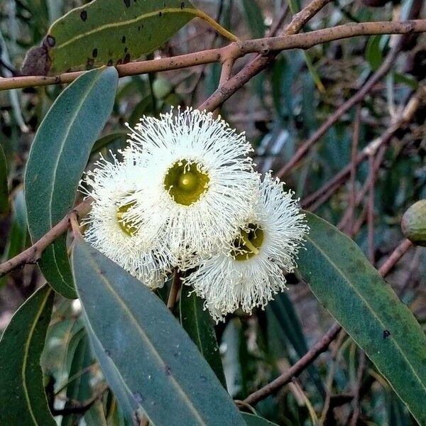 Eucalyptus globulus Blodyn