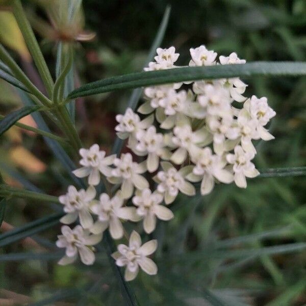 Asclepias verticillata Fiore