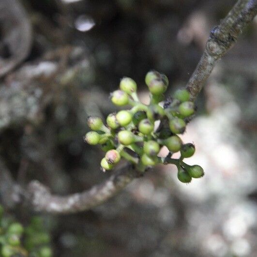 Monimia rotundifolia Blomst