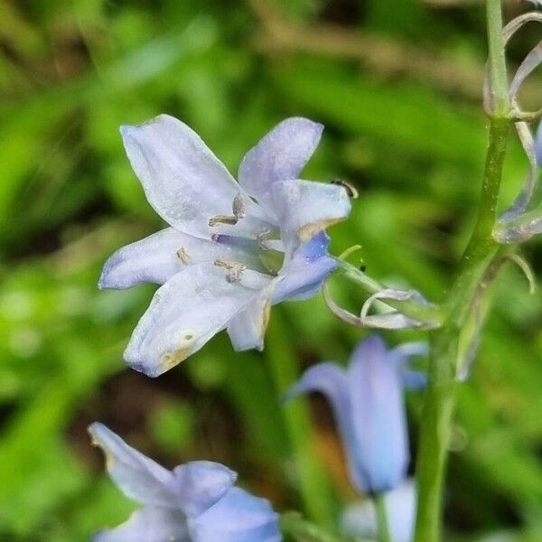 Brimeura amethystina Квітка