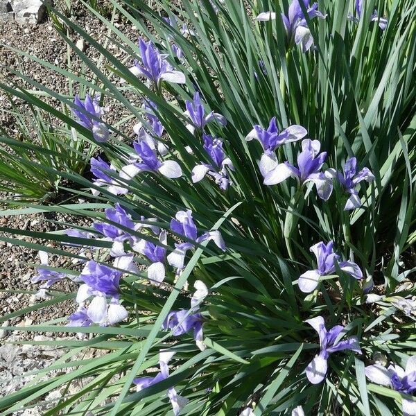 Iris lactea Hábitos