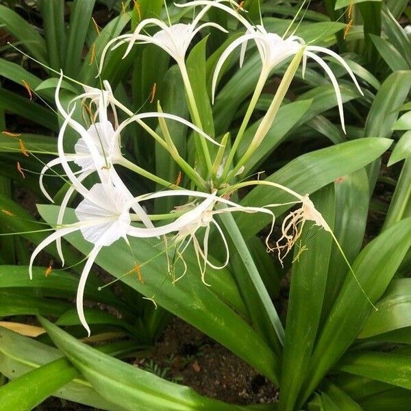 Hymenocallis littoralis 花