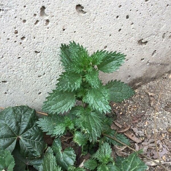 Urtica urens برگ