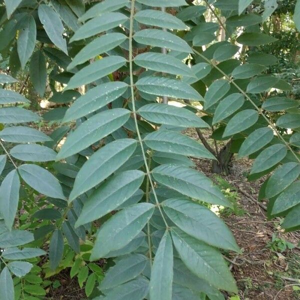 Senna spectabilis Leaf