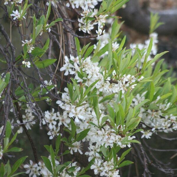 Prunus pumila Flor