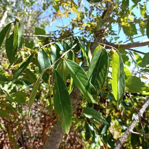 Bridelia micrantha Leaf