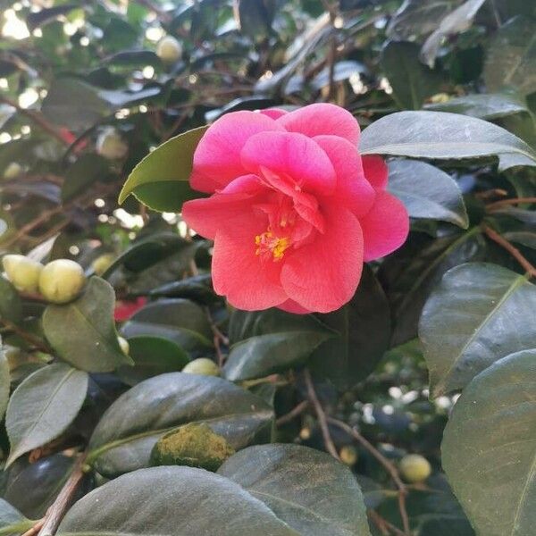 Camellia japonica Цветок