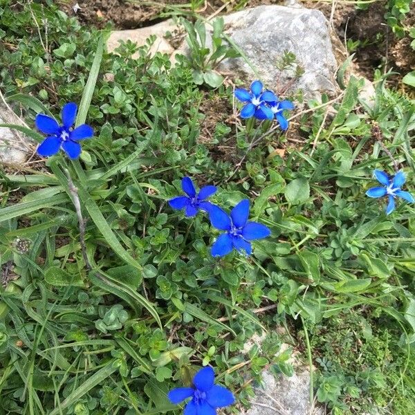 Gentiana nivalis Цвят