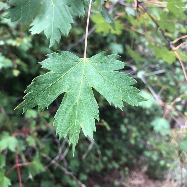 Acer glabrum 葉