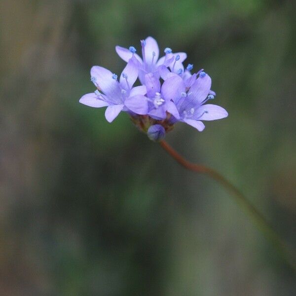 Gilia achilleifolia Bloem