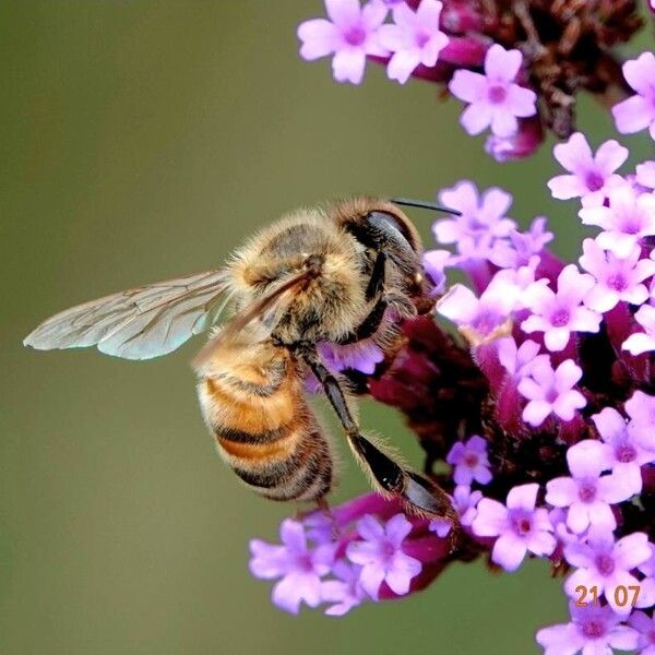 Verbena bonariensis Arall