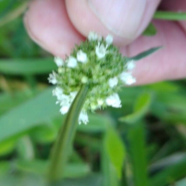 Spermacoce verticillata Flor