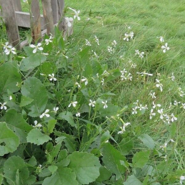 Raphanus raphanistrum Blomst