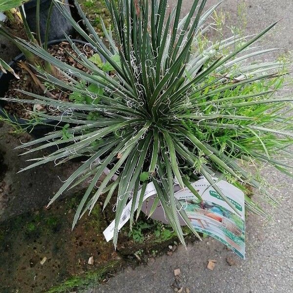 Agave filifera Leaf