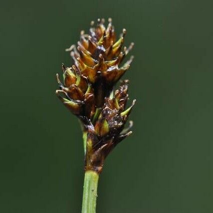 Carex lachenalii Vaisius