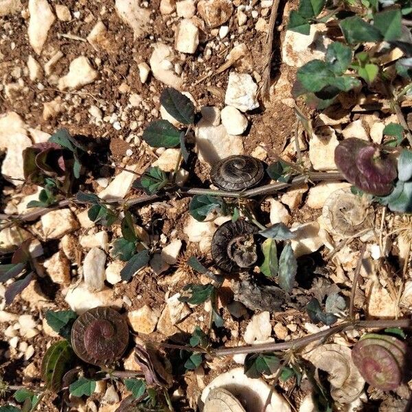 Medicago orbicularis Leaf