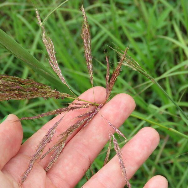 Bothriochloa bladhii Flower