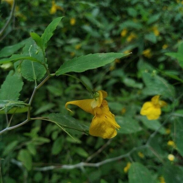 Impatiens noli-tangere Flower