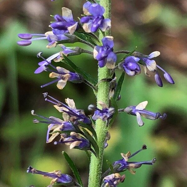 Veronica longifolia Cvet