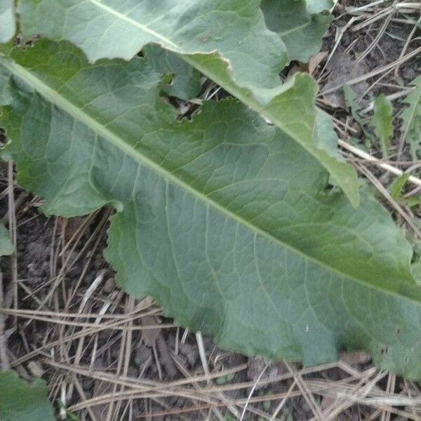 Rumex crispus Folla