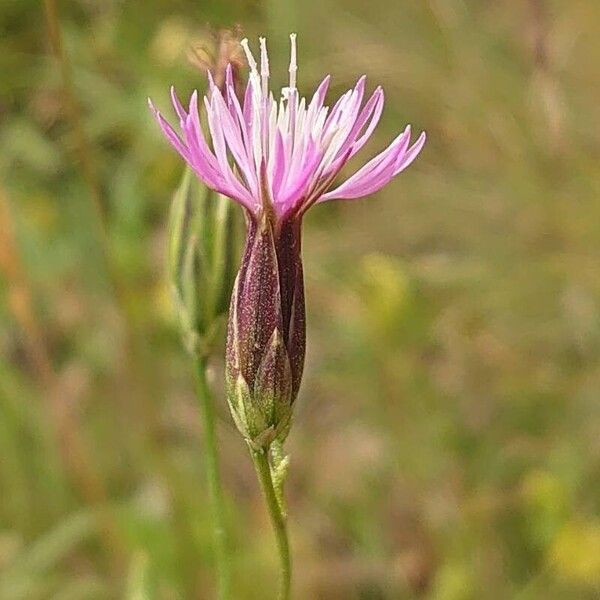 Crupina vulgaris ফুল