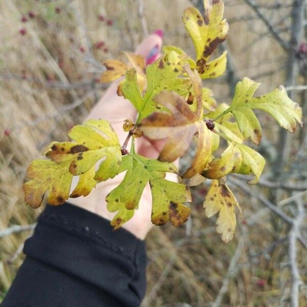 Crataegus rhipidophylla Blad