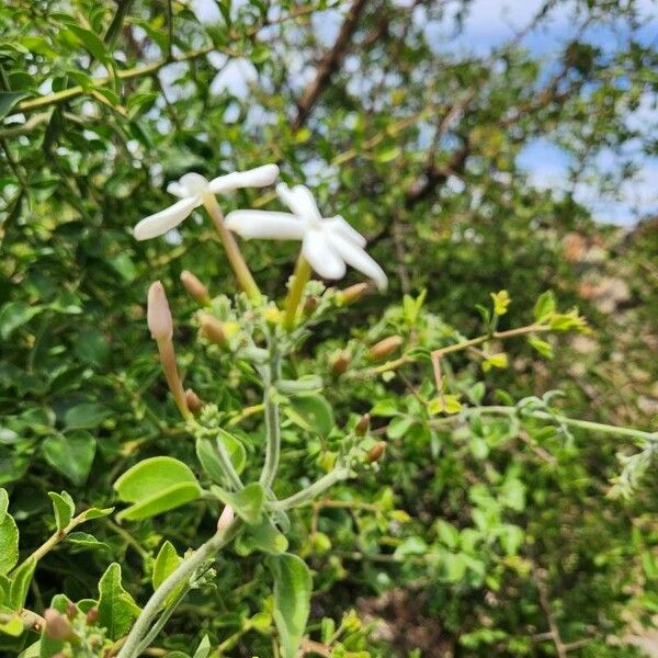 Jasminum fluminense आदत