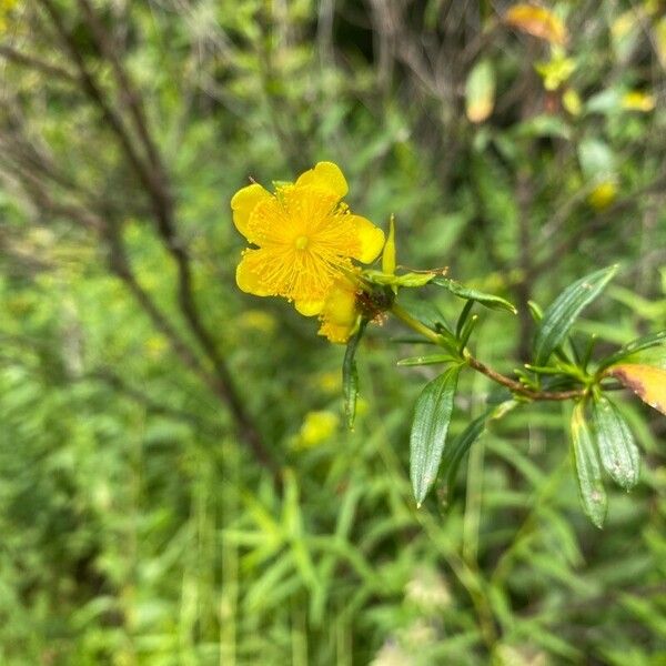 Hypericum prolificum Flower