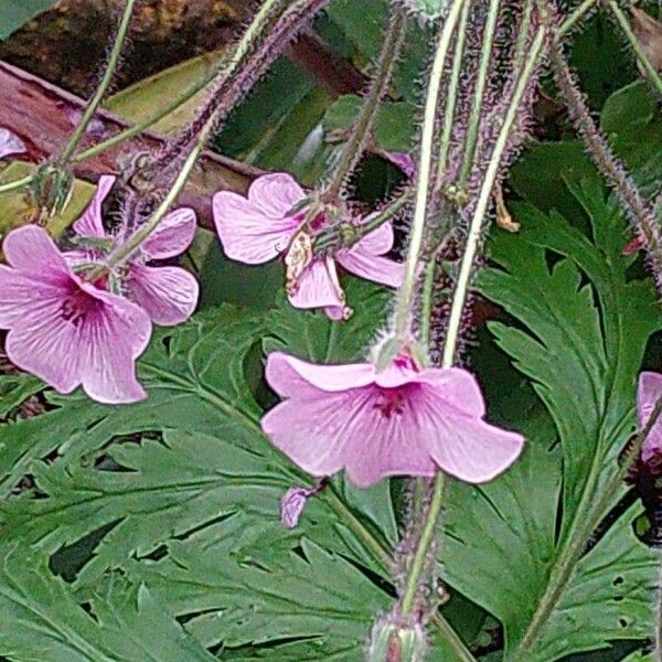 Geranium maderense 花