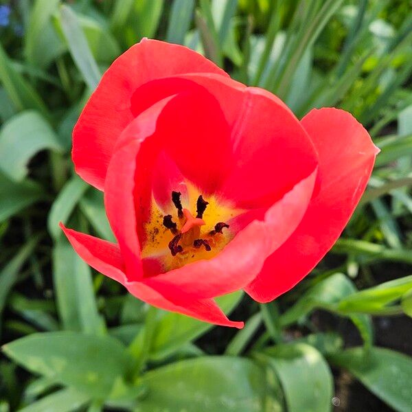 Tulipa agenensis Žiedas