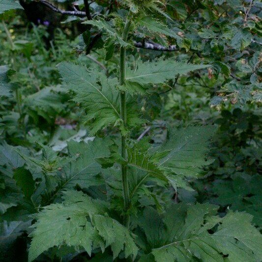 Cirsium carniolicum Habitus