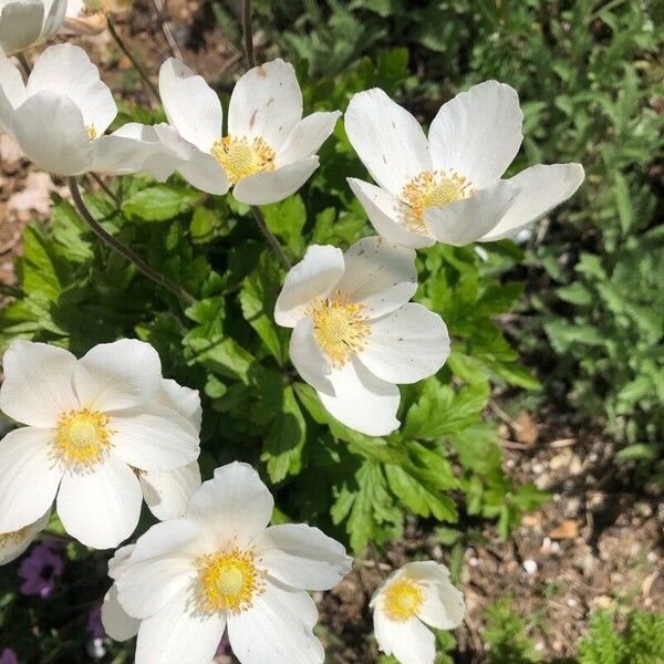 Anemonoides sylvestris Flower