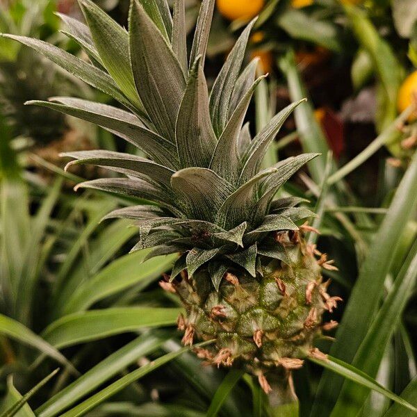 Ananas comosus Frucht