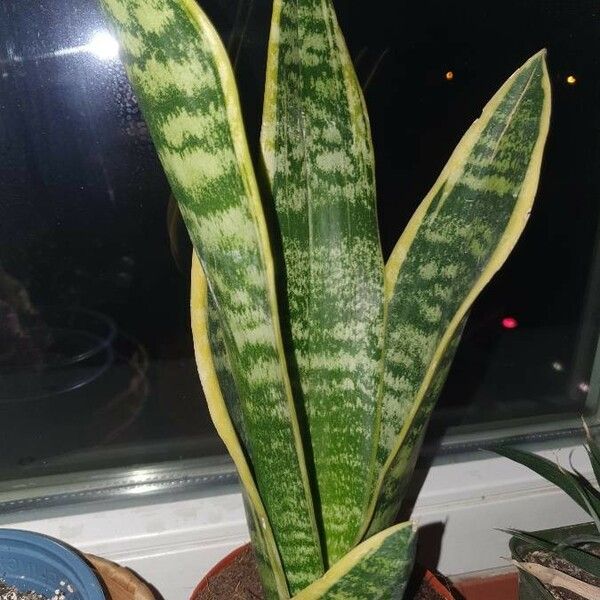 Dracaena trifasciata Агульны выгляд