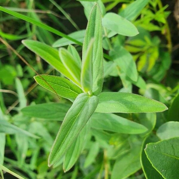 Hypericum annulatum 葉