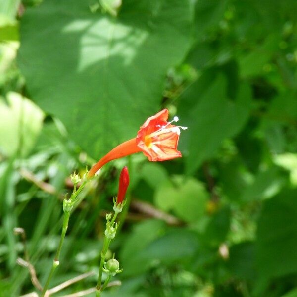 Ipomoea hederifolia Flower