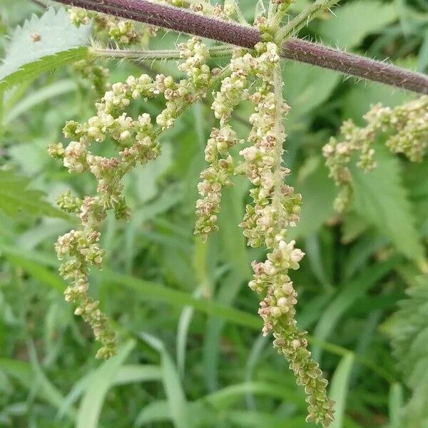 Urtica dioica Flower