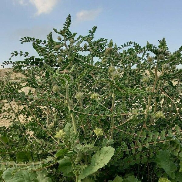 Astragalus alopecuroides Plante entière
