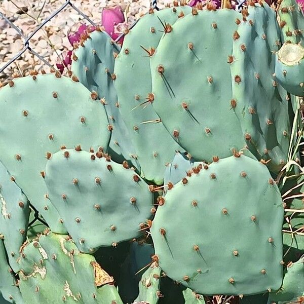 Opuntia ficus-indica Liść