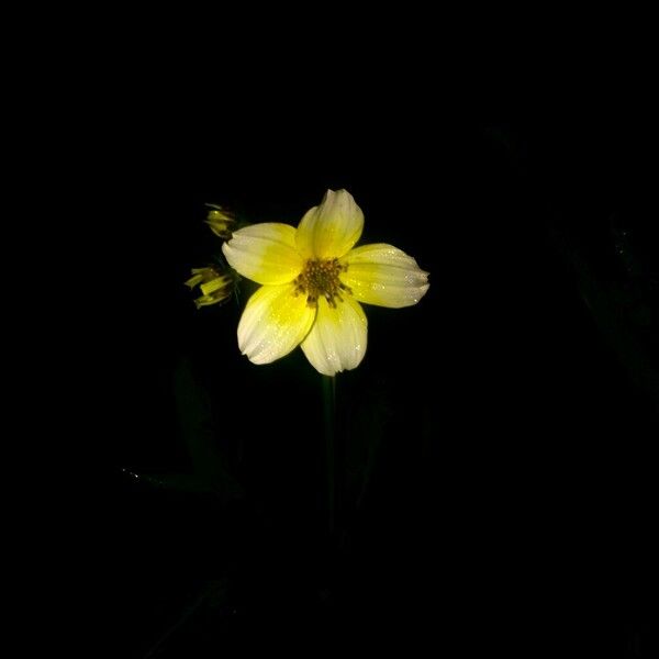 Bidens aurea Flower