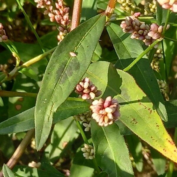 Persicaria maculosa Leaf