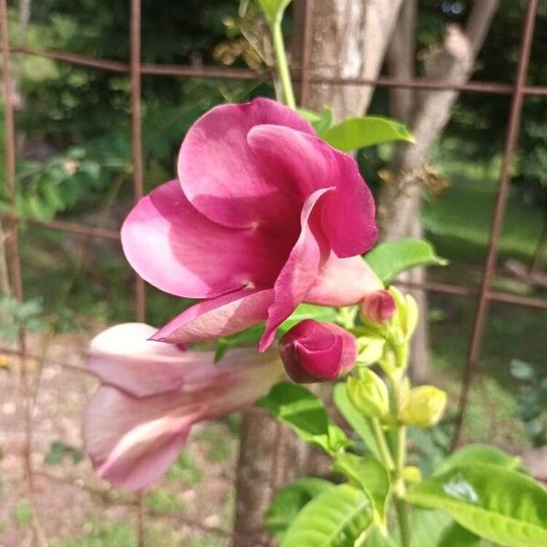 Allamanda blanchetii Çiçek