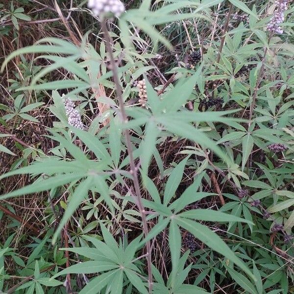 Vitex agnus-castus 葉