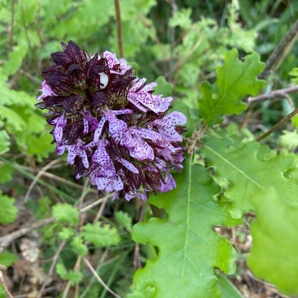 Orchis purpurea Flor