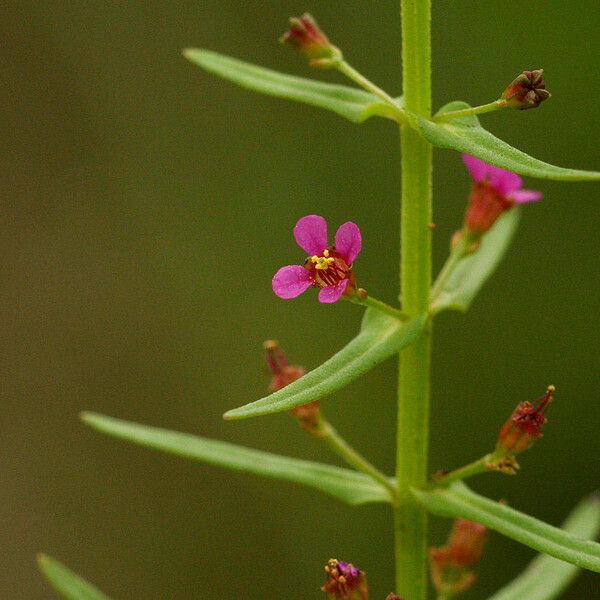 Ammannia auriculata Virág