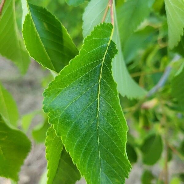 Ulmus pumila Folha